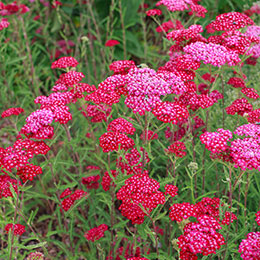 Achille millefeuille rouge